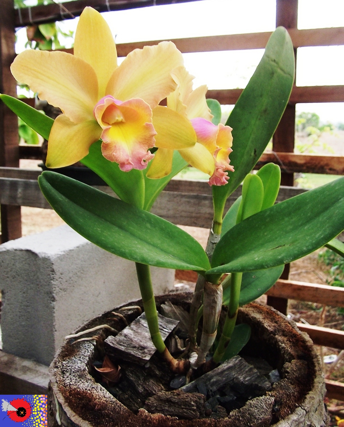 BLC. Waikiki Gold x l.briegeri
